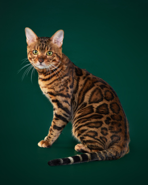 Bengal cat - ShantiVita Best Samson