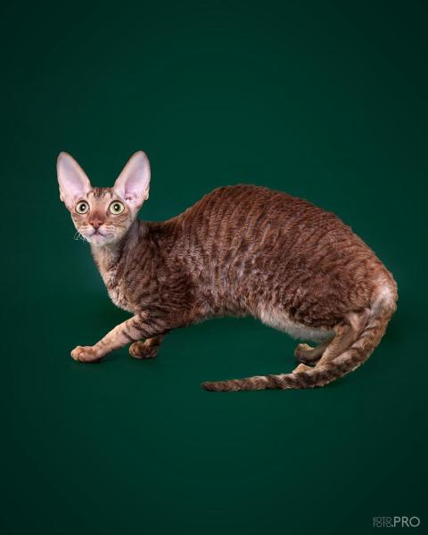 Cornish Rex - Alian Guest - Garmonia Alian Guest