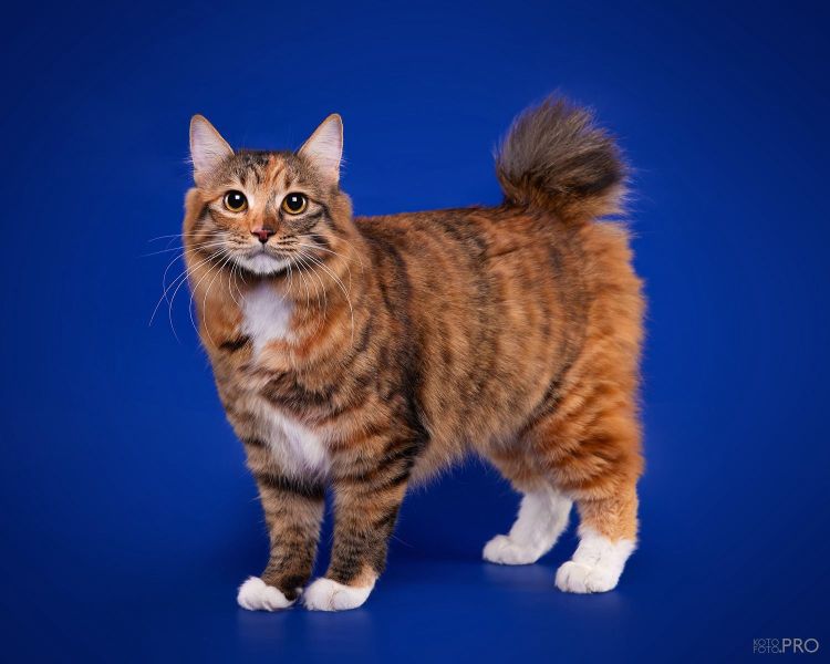 Kurilian Bobtail Longhair - Supreme Bobs team - Gerda Supreme Bobs Team