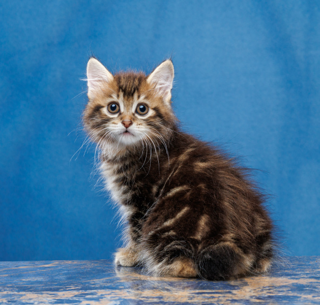 Kurilian Bobtail Longhair - Supreme Bobs Team - Una Supreme Bobs Team