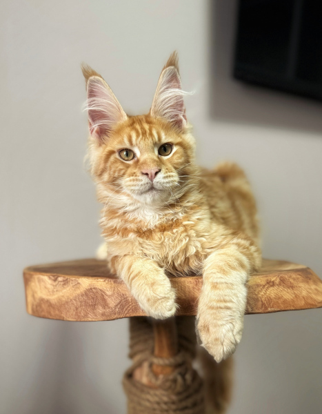 Maine Coon - Dom Sapfiroff - Apel’sin Karatovich Dom Sapfiroff