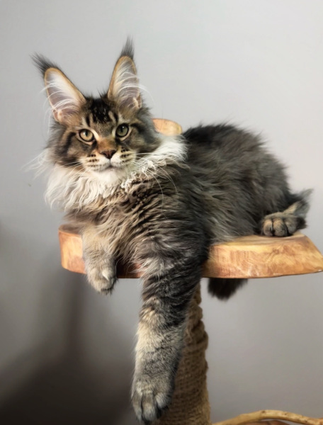 Maine Coon - Dom Sapfiroff - O*Lisenok Karatovich Dom Sapfiroff