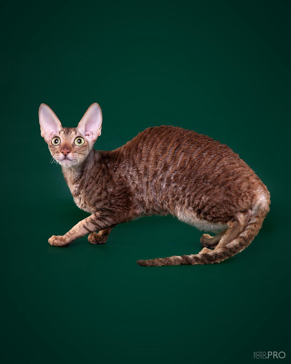 Cornish Rex - Alian Guest - Garmonia Alian Guest