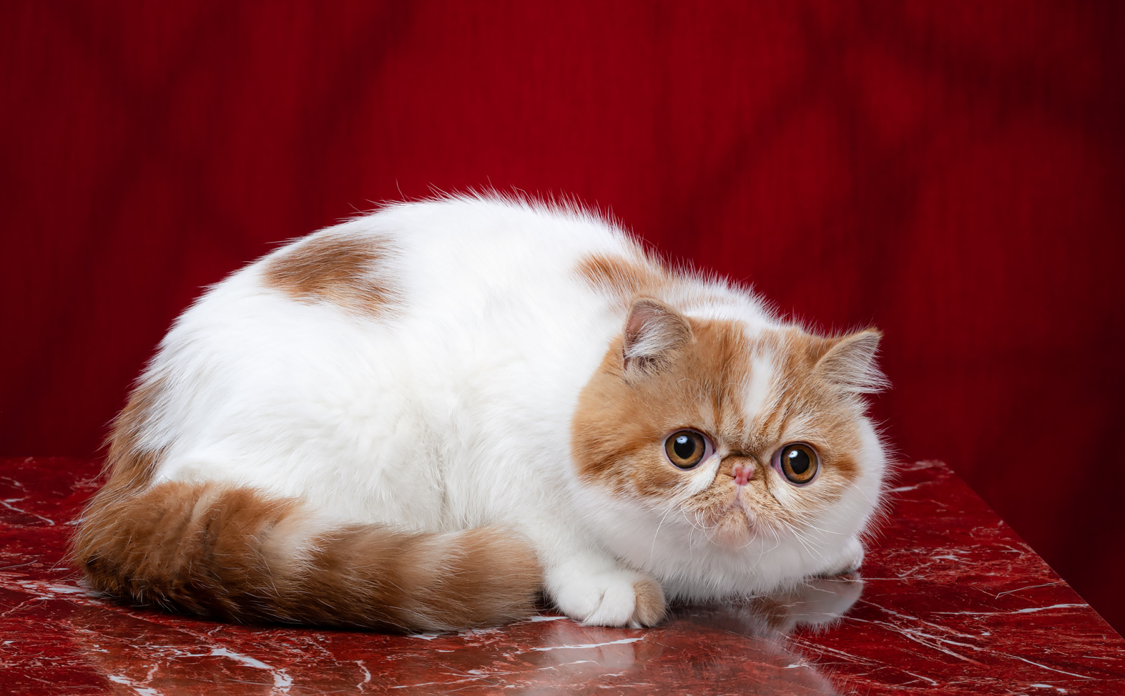 Exotic Shorthair - Dzanatal - Dzanatal Bambi Nafanya
