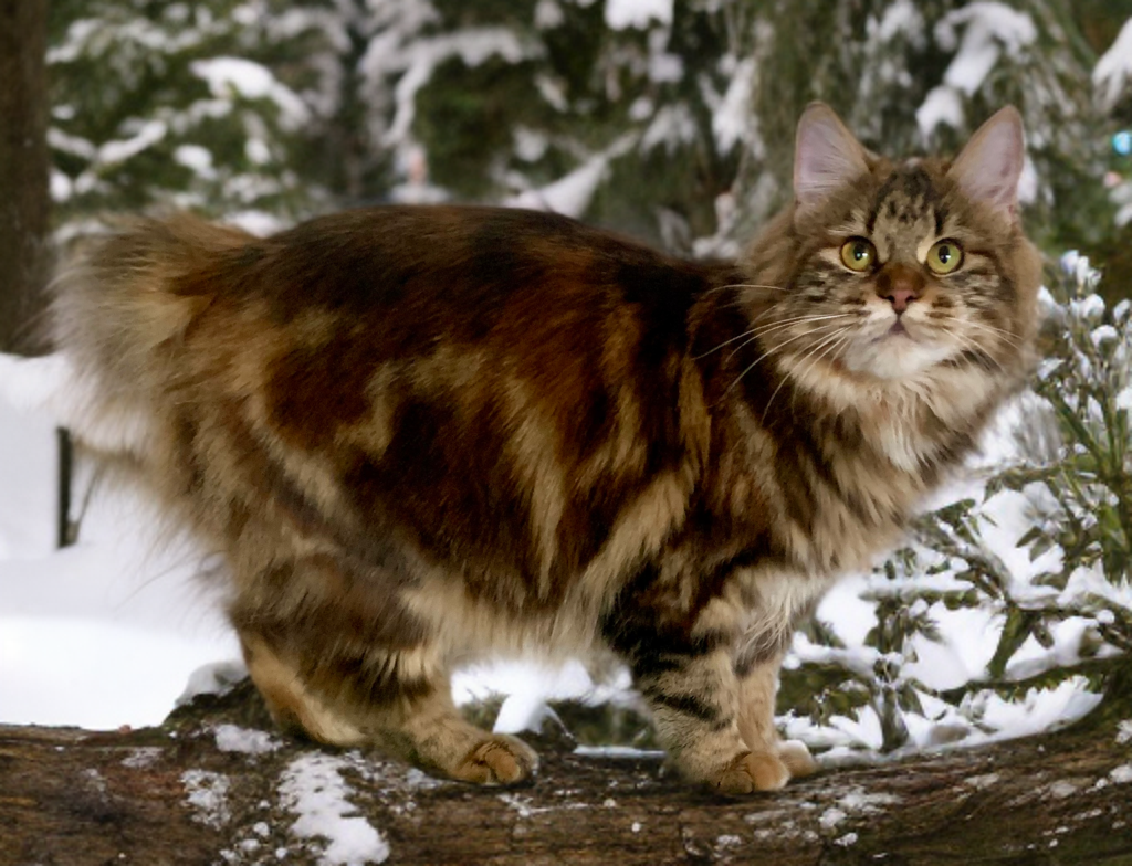 Kurilian Bobtail Longhair - «Krug Shamana» - Horoshava Taiga Romance