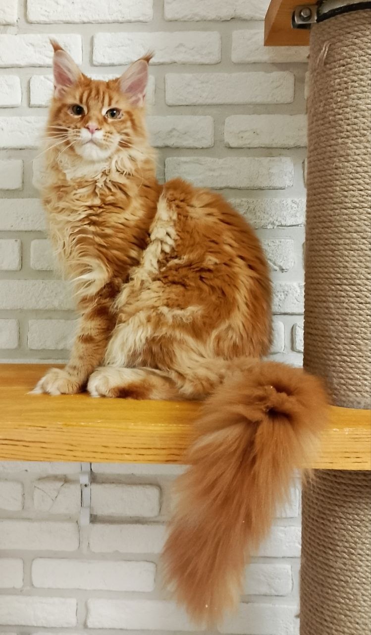 Maine Coon - Ange-de-Sante - Eclear Ange-de-Sante