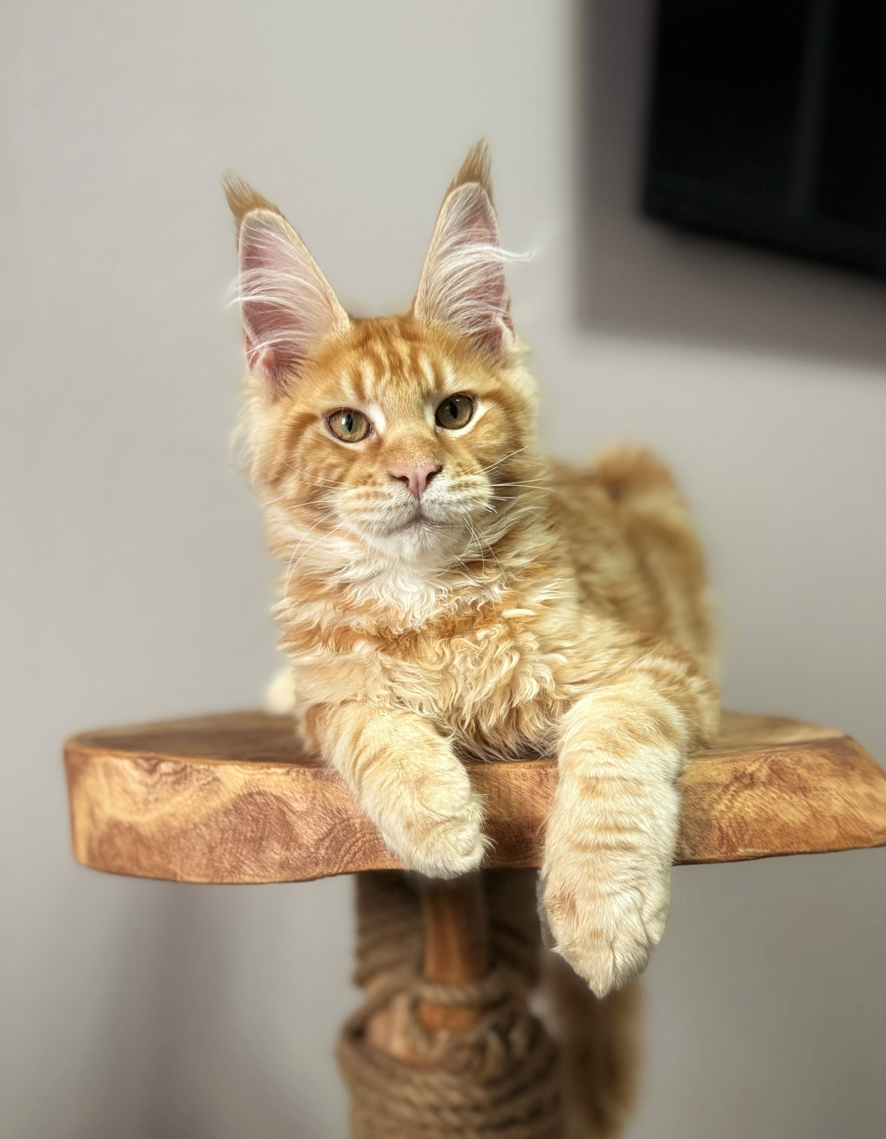 Maine Coon - Dom Sapfiroff - Apel’sin Karatovich Dom Sapfiroff