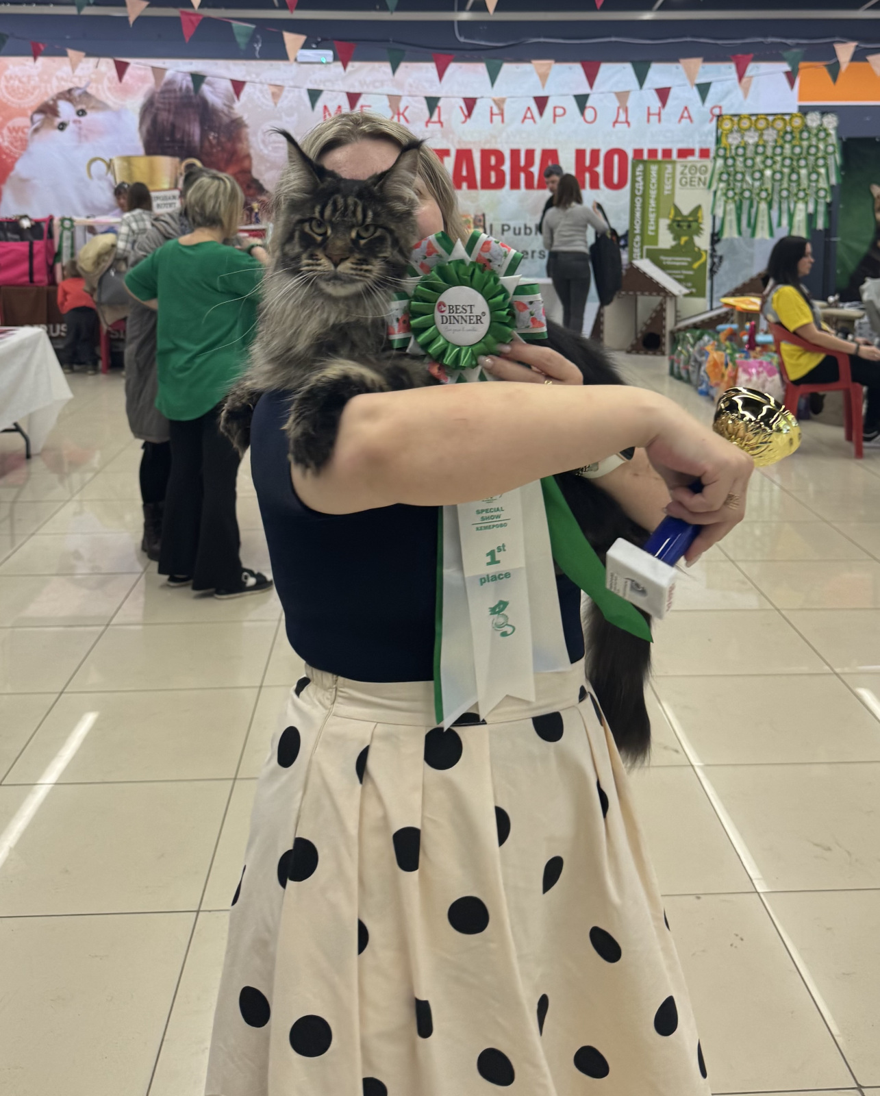Maine Coon - Dom Sapfiroff - Wolnushka Dom Sapfiroff