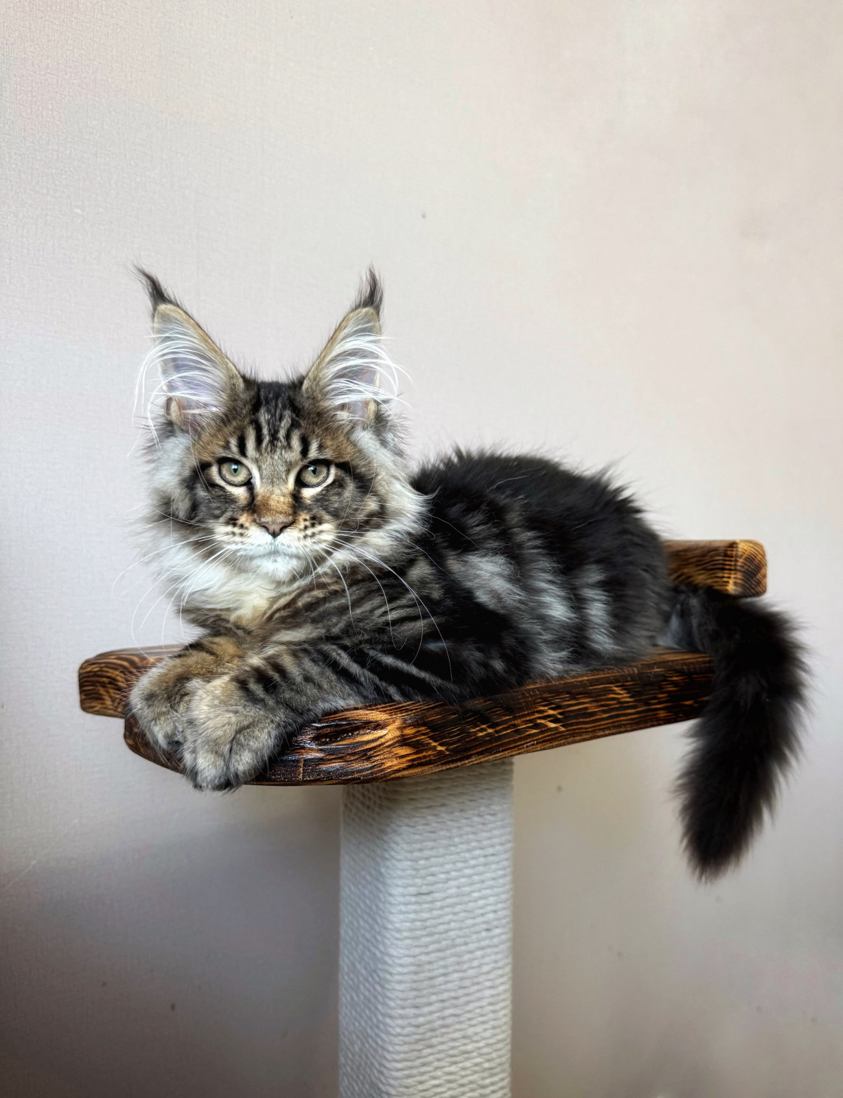 Maine Coon - Dom Sapfiroff - Xoxo Wolnushkin Dom Sapfiroff