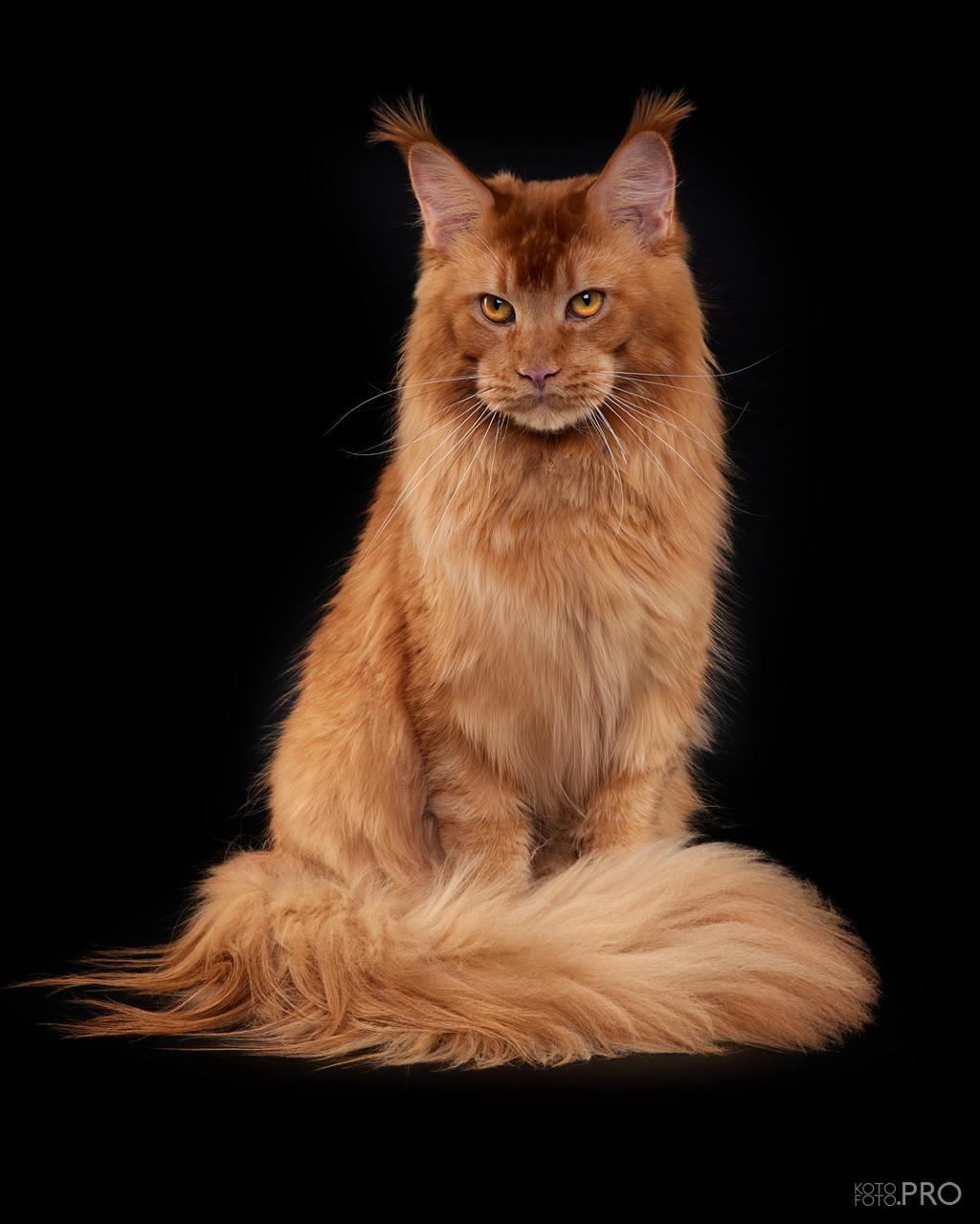 Maine Coon - Sibbonito Maur - Tungus Lennisen