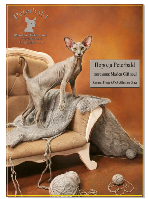 Peterbald - Maslen Gift soul - Frosja SAVA-Affection Grace