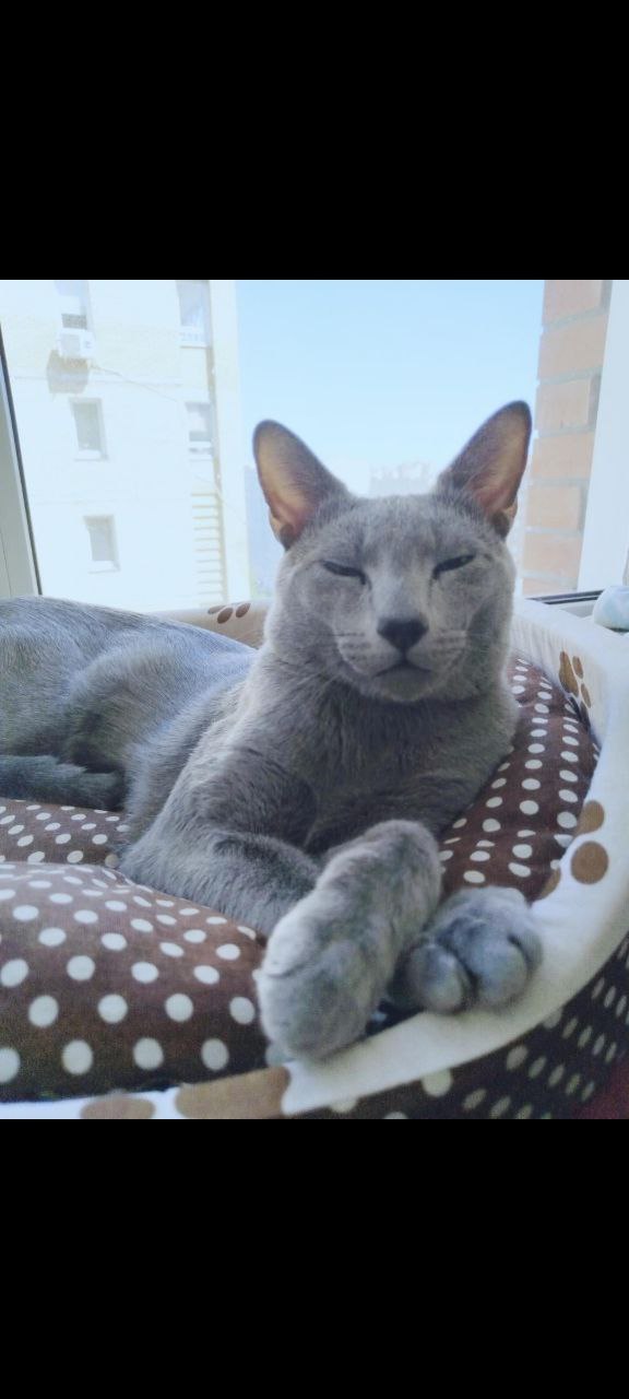 Russian Blue - Синильга - Czar Marsian Sinilga