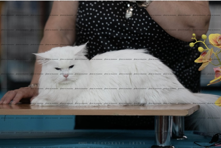 Siberian cat - WaldPerson - Brilliant iz Lukomoriay