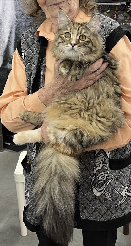 Siberian cat - WaldPerson - Iskra iz Lukomoriay