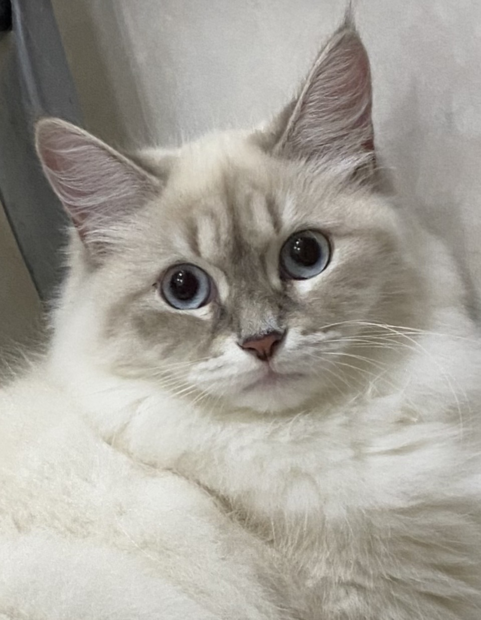Siberian cat - WaldPerson - Osoba iz Lukomoriay