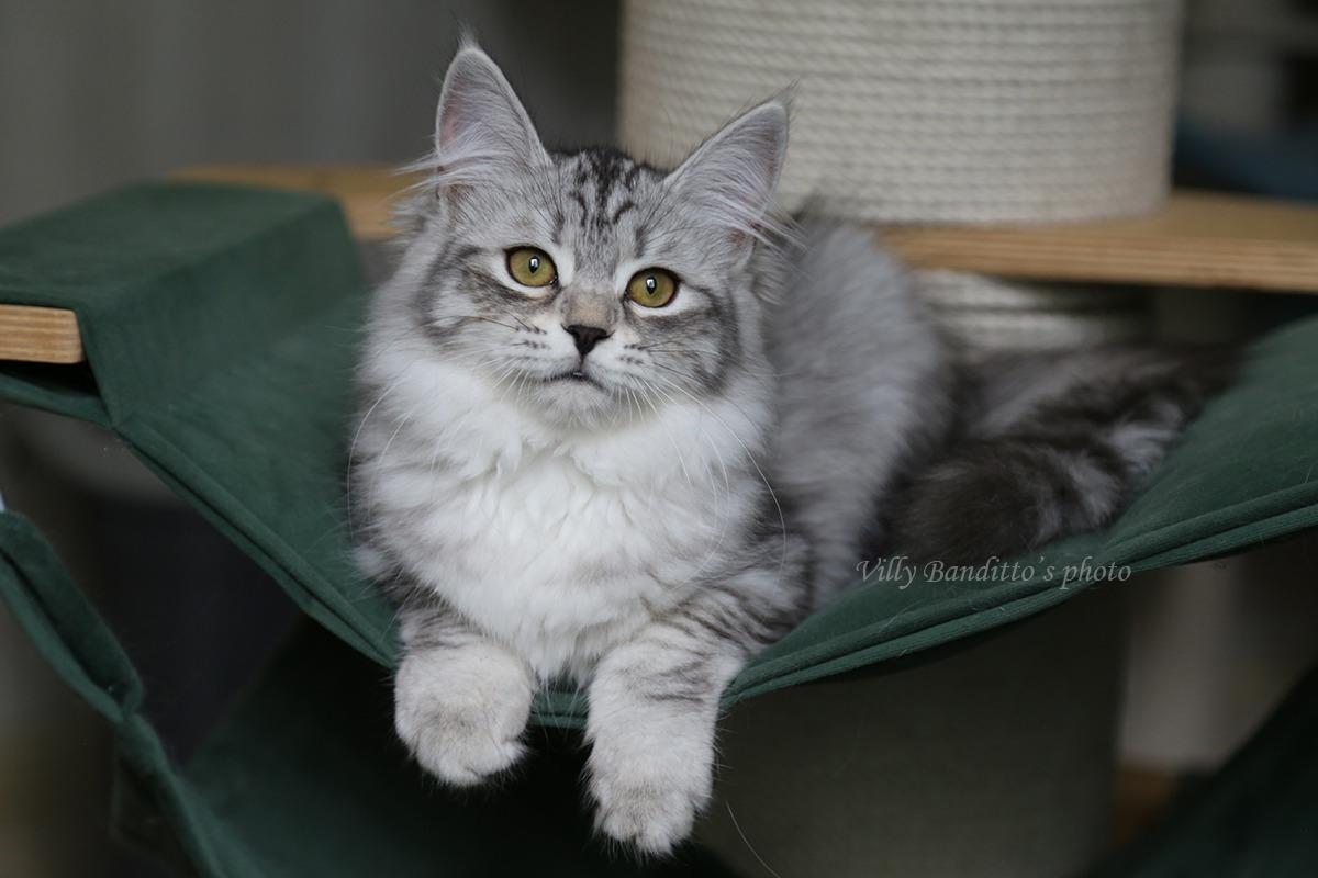 Siberian cat - WaldPerson - Wafel’ka iz Tverskogo Knyazhestva