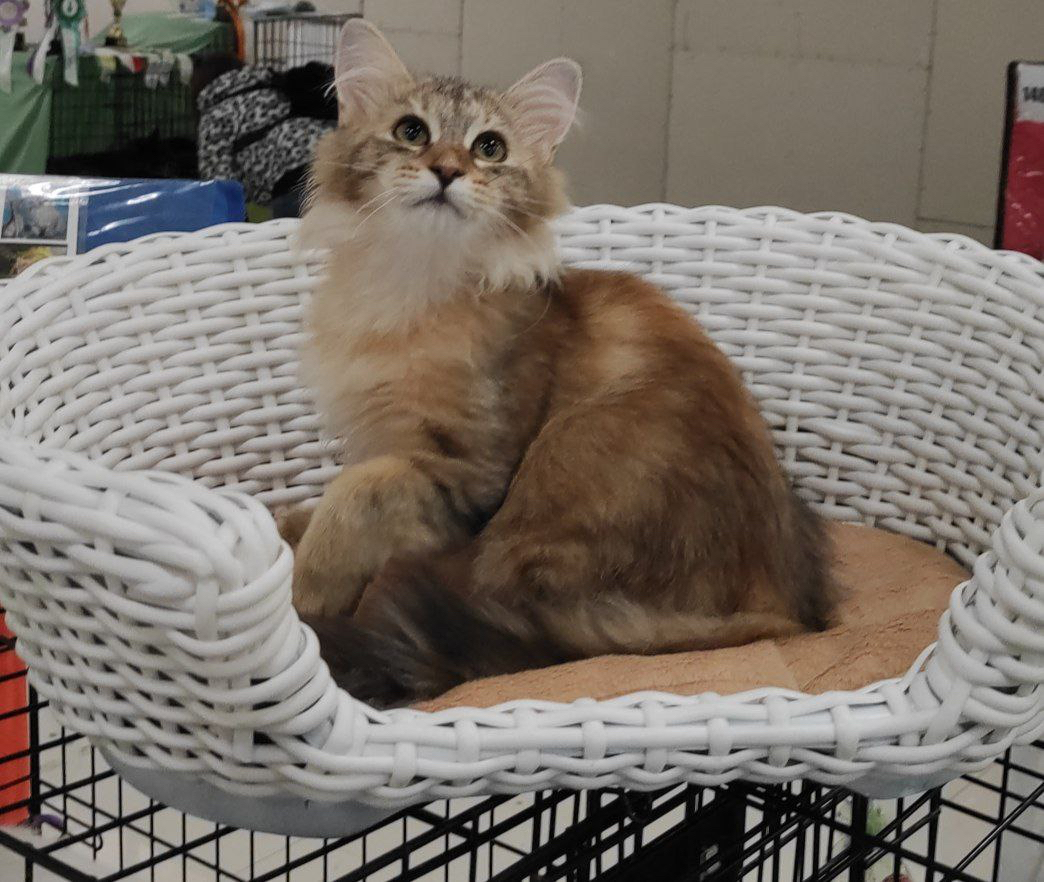 Siberian cat - WaldPerson - Woobrazhulya iz Lukomoriay