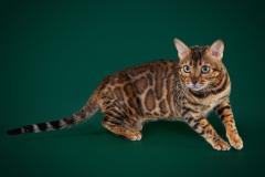 Bengal cat - Mia Asia Memory