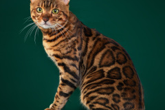 Bengal cat - ShantiVita Best Samson