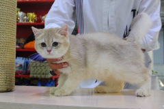 British Shorthair - Achilles Clan Gold - GREY ACHILLES CLAN GOLD