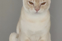 Burmese cat - Yakhont Bandle City