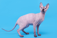 Don Sphynx - Universe Vanqusher - Elice-Orchideya