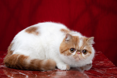 Exotic Shorthair - Dzanatal - Dzanatal Bambi Nafanya