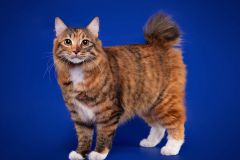 Kurilian Bobtail Longhair - Supreme Bobs team - Gerda Supreme Bobs Team