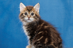 Kurilian Bobtail Longhair - Supreme Bobs Team - Una Supreme Bobs Team