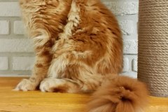 Maine Coon - Ange-de-Sante - Eclear Ange-de-Sante