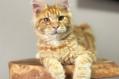 Maine Coon - Dom Sapfiroff - Apel’sin Karatovich Dom Sapfiroff