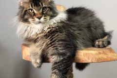 Maine Coon - Dom Sapfiroff - O*Lisenok Karatovich Dom Sapfiroff