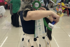 Maine Coon - Dom Sapfiroff - Wolnushka Dom Sapfiroff