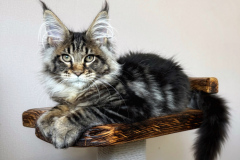 Maine Coon - Dom Sapfiroff - Xoxo Wolnushkin Dom Sapfiroff