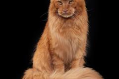 Maine Coon - Sibbonito Maur - Tungus Lennisen
