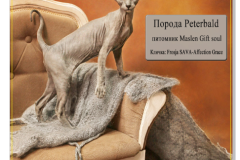 Peterbald - Maslen Gift soul - Frosja SAVA-Affection Grace