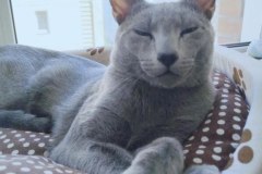 Russian Blue - Синильга - Czar Marsian Sinilga