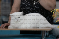 Siberian cat - WaldPerson - Brilliant iz Lukomoriay