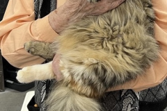 Siberian cat - WaldPerson - Iskra iz Lukomoriay