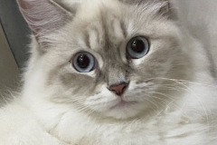 Siberian cat - WaldPerson - Osoba iz Lukomoriay