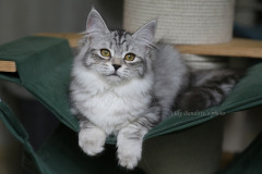 Siberian cat - WaldPerson - Wafel’ka iz Tverskogo Knyazhestva