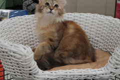 Siberian cat - WaldPerson - Woobrazhulya iz Lukomoriay