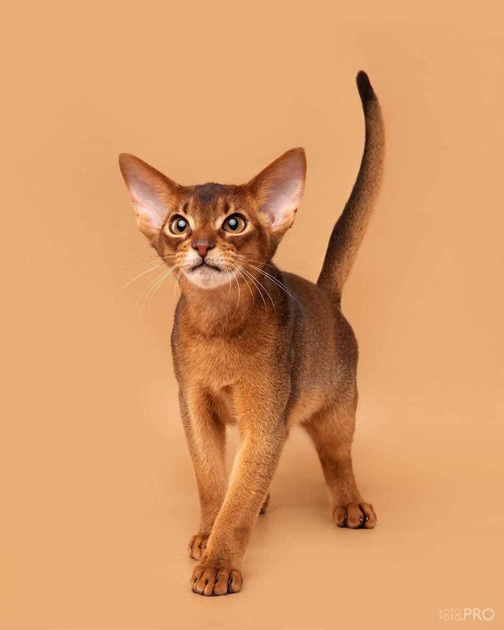 Abyssinian cat - Hecate - Oscar Hecate