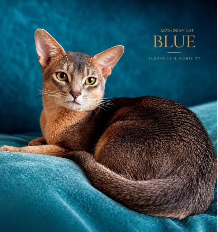 Abyssinian cat - Throne of Bastet - Malahini Qvest