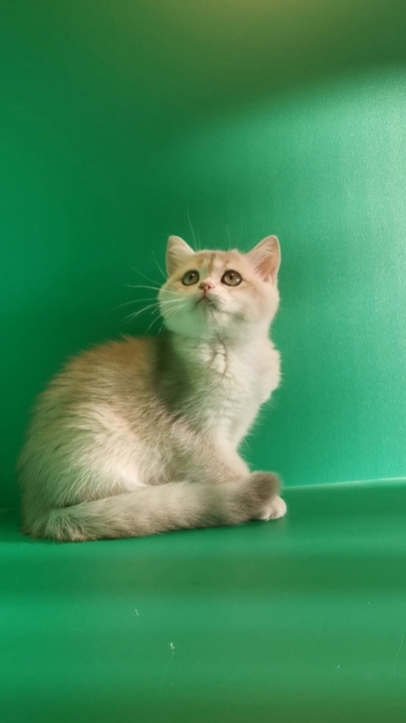 British Shorthair / British Longhair - Vom Golden Herz - R...
