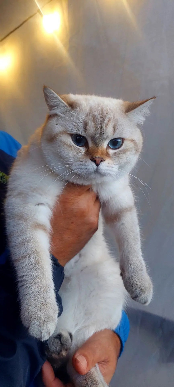 British Shorthair - - Taisiya