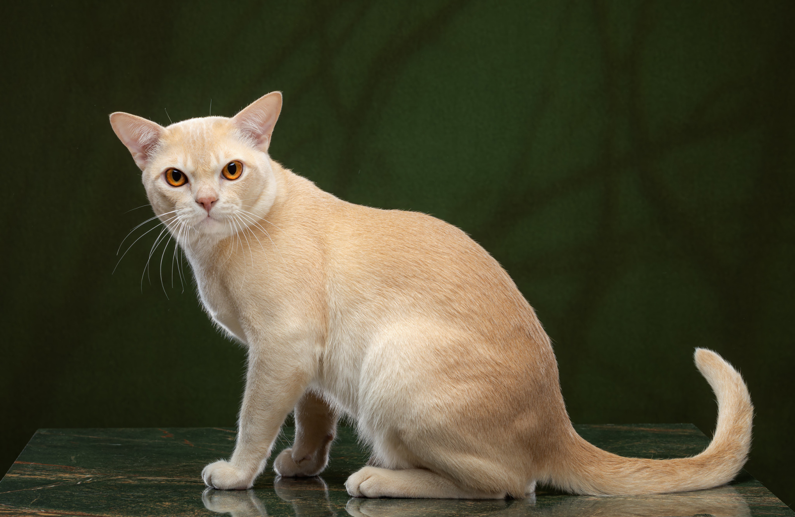 Burmese cat - - Yakhont Handle City