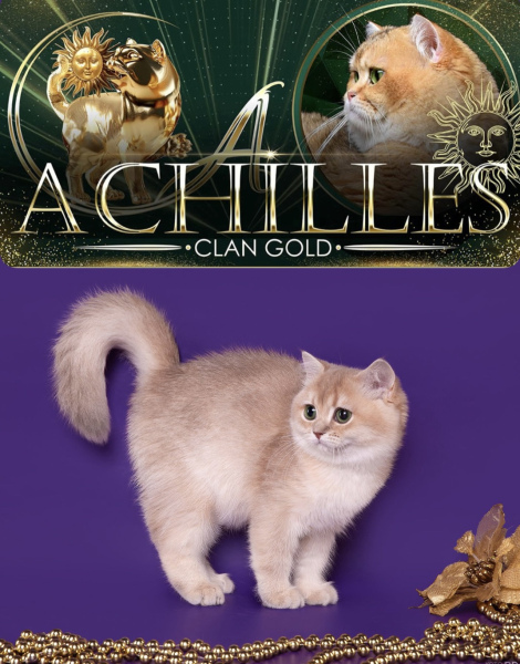 British Shorthair - Achilles Clan Gold - Timati Achilles Clan Gold