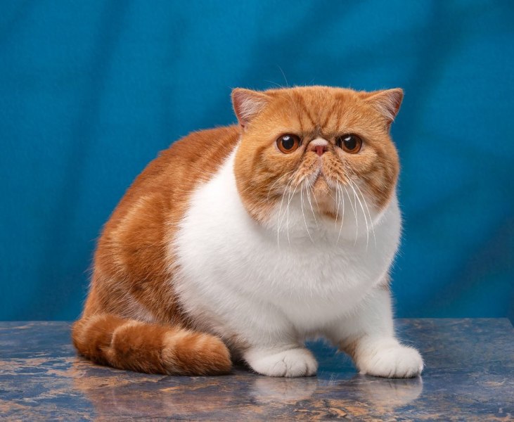 Exotic Shorthair - - Apple My favourite Fedor