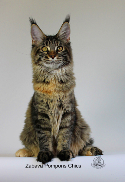 Maine Coon - Pompons Chics - Zabava Pompons Chics